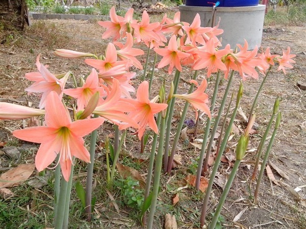 ว่านสี่ทิศ สีชมพูส้ม | Flowermaniaz Shop - ละงู สตูล