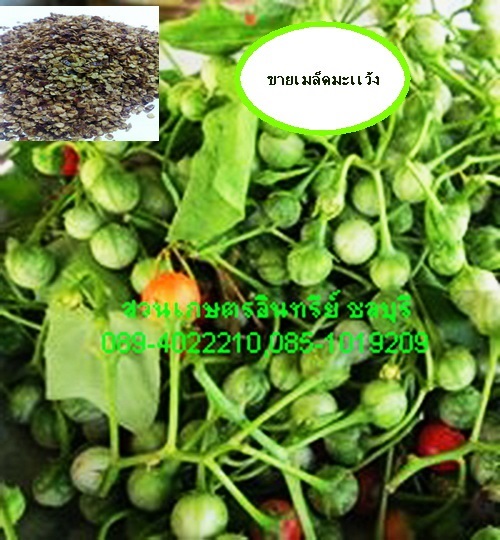 ขายเมล็ดมะเเว้ง | สวนเกษตรอินทรีย์ - พนัสนิคม ชลบุรี