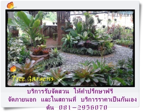 รับจัดสวน4