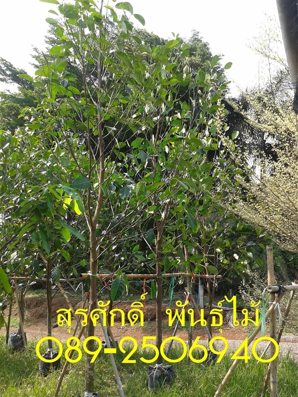ต้นขนุน | สุรศักดิ์ พันธุ์ไม้ - เมืองปราจีนบุรี ปราจีนบุรี