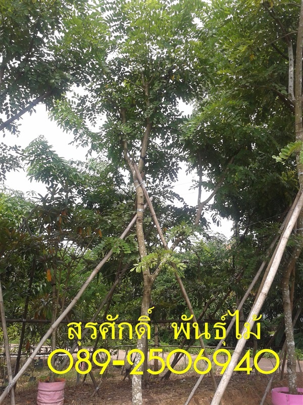 ต้นคูณชมพู | สุรศักดิ์ พันธุ์ไม้ - เมืองปราจีนบุรี ปราจีนบุรี
