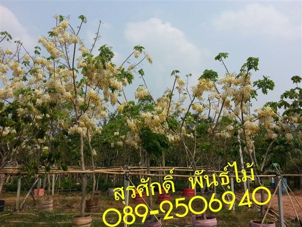 ต้นคูนขาว ( ดอกสีขาว ) | สุรศักดิ์ พันธุ์ไม้ - เมืองปราจีนบุรี ปราจีนบุรี