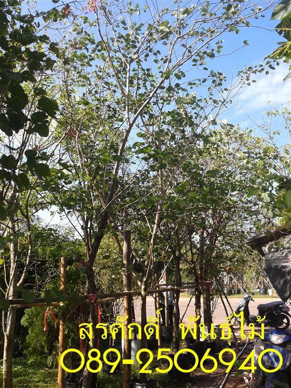 ต้นชงโค | สุรศักดิ์ พันธุ์ไม้ - เมืองปราจีนบุรี ปราจีนบุรี