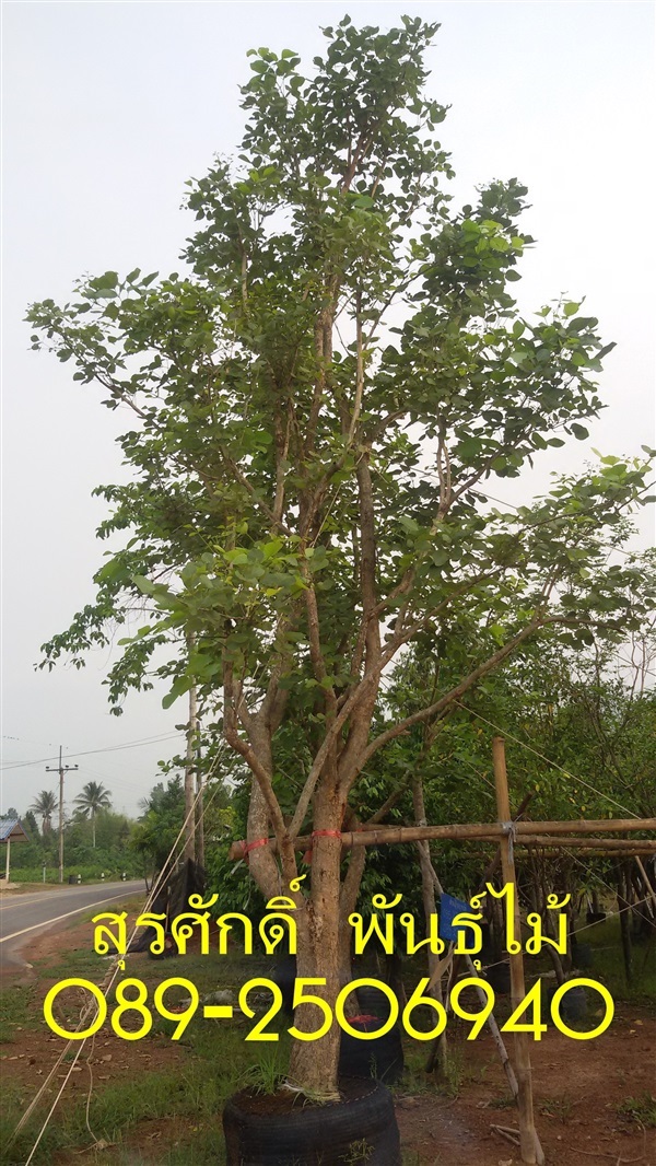 ต้นทองกวาว | สุรศักดิ์ พันธุ์ไม้ - เมืองปราจีนบุรี ปราจีนบุรี