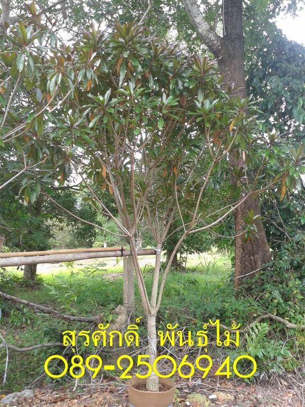 ต้นเป็ดแดง | สุรศักดิ์ พันธุ์ไม้ - เมืองปราจีนบุรี ปราจีนบุรี