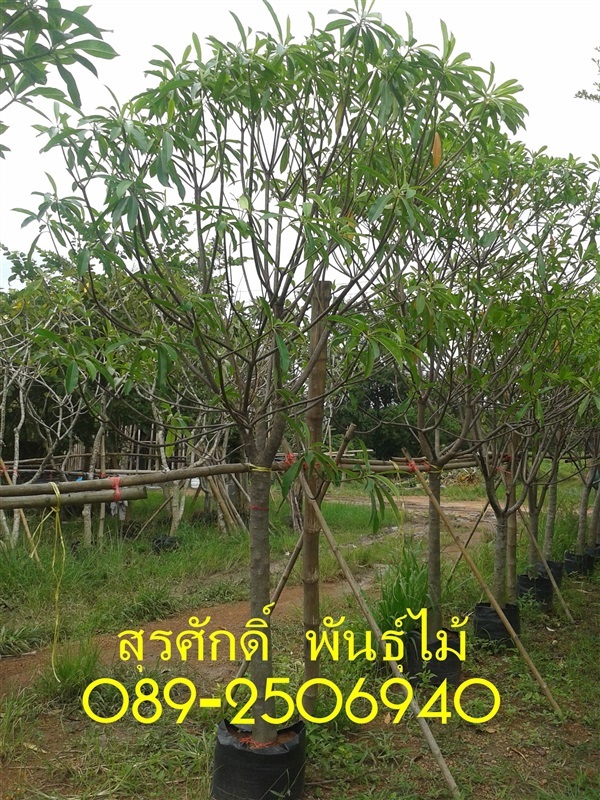 ต้นเป็ดน้ำ | สุรศักดิ์ พันธุ์ไม้ - เมืองปราจีนบุรี ปราจีนบุรี