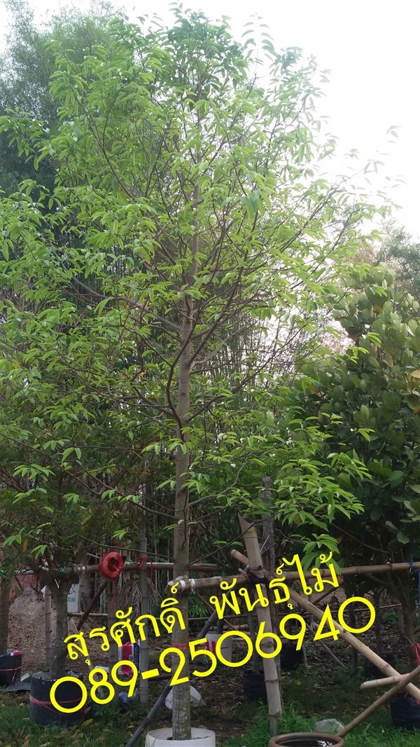 ต้นพยอม | สุรศักดิ์ พันธุ์ไม้ - เมืองปราจีนบุรี ปราจีนบุรี