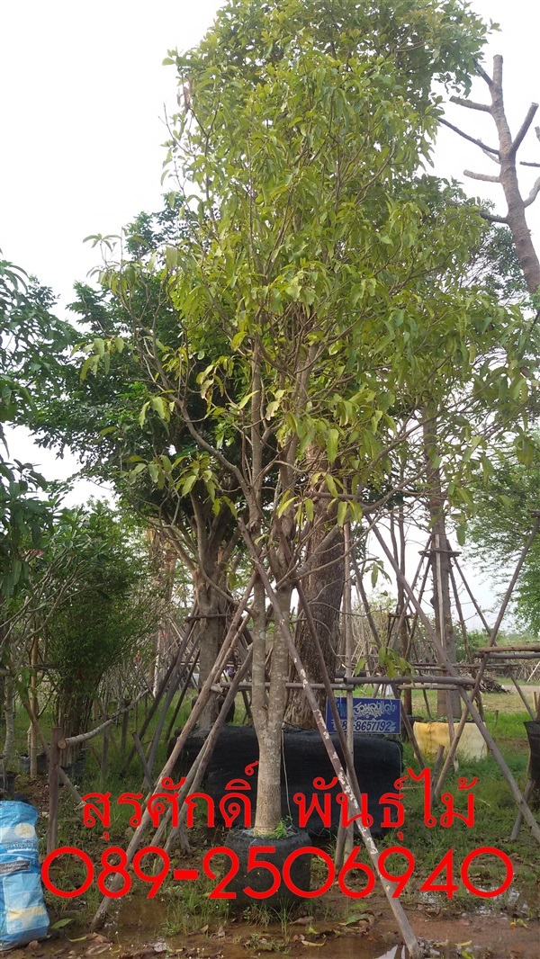 ต้นมะม่วง | สุรศักดิ์ พันธุ์ไม้ - เมืองปราจีนบุรี ปราจีนบุรี