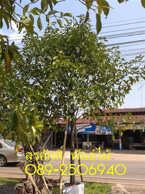 ต้นมังคุด | สุรศักดิ์ พันธุ์ไม้ - เมืองปราจีนบุรี ปราจีนบุรี