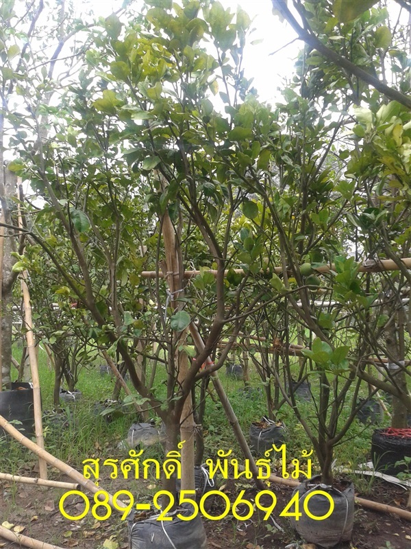 ต้นส้มโอ | สุรศักดิ์ พันธุ์ไม้ - เมืองปราจีนบุรี ปราจีนบุรี