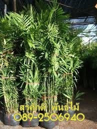 ต้นหมากเขียว | สุรศักดิ์ พันธุ์ไม้ - เมืองปราจีนบุรี ปราจีนบุรี