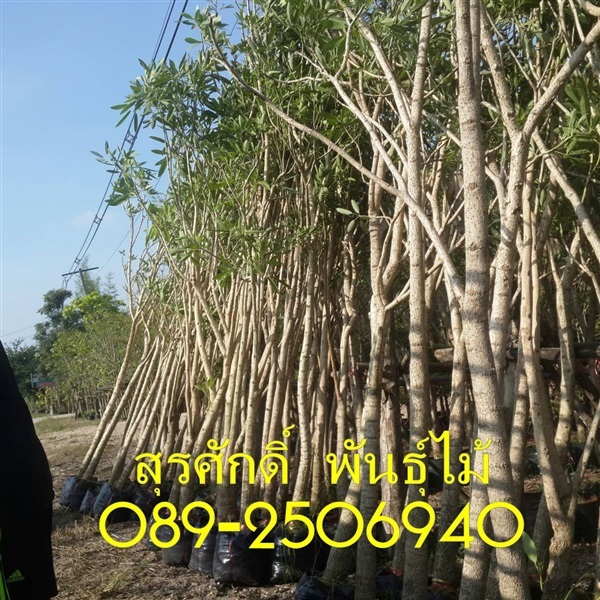 ต้นเหลืองปรีดียาธร(ตะเบ) | สุรศักดิ์ พันธุ์ไม้ - เมืองปราจีนบุรี ปราจีนบุรี