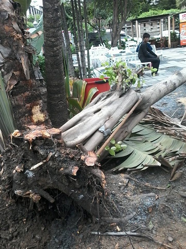 รับตัดต้นไม้ รับตัดแต่งกิ่ง ขุดราก