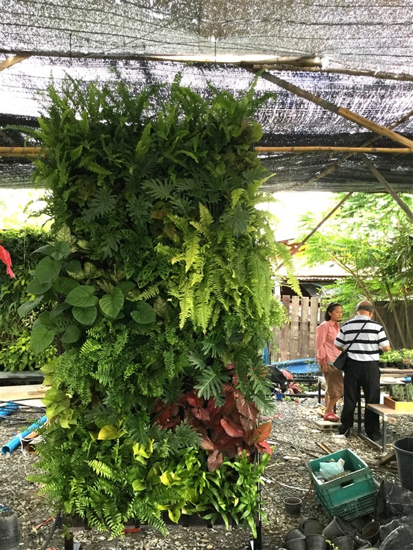 แผงสวนแนวตั้งสำเร็จรูปในร่มรำไร | laddagarden - ลาดหลุมแก้ว ปทุมธานี