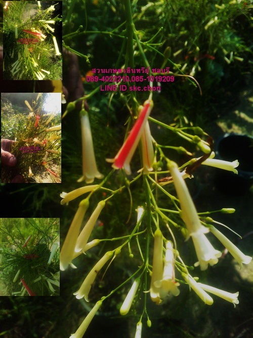 ขายต้นดอกประทัดจีน2 สี | สวนเกษตรอินทรีย์ - พนัสนิคม ชลบุรี