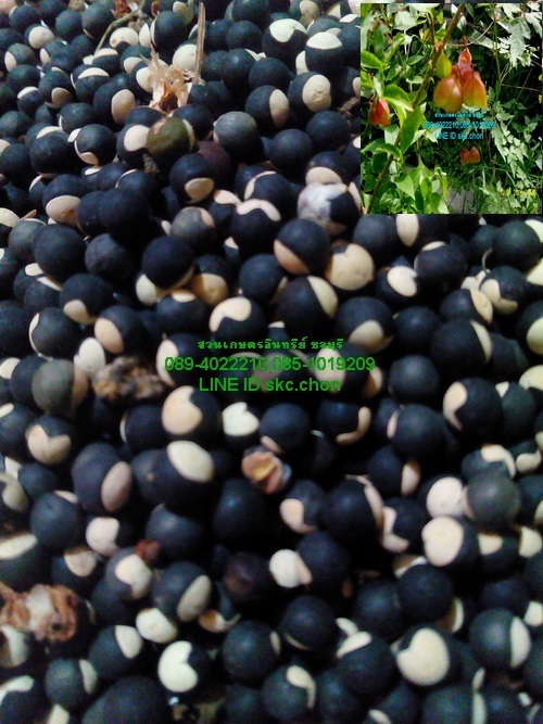 ขายเมล็ดต้นโคกกระออม | สวนเกษตรอินทรีย์ - พนัสนิคม ชลบุรี