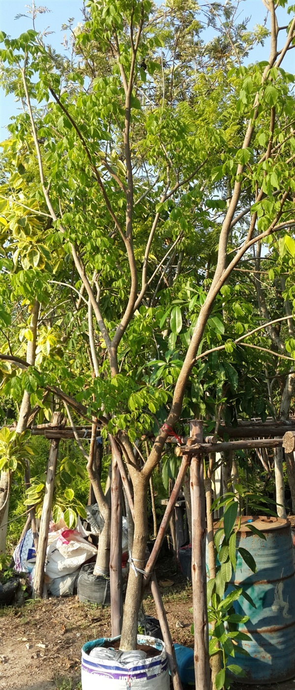 เหลืองอินเดีย3" | สวนทวี - เมืองปราจีนบุรี ปราจีนบุรี