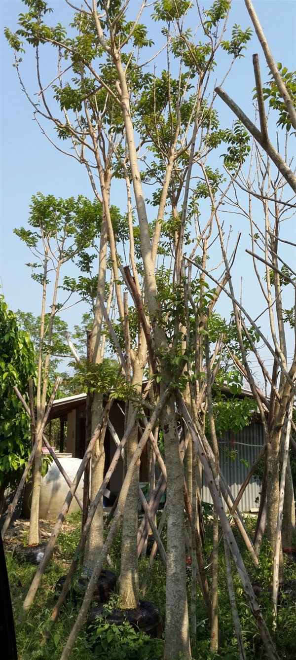 แคแสด6" | สวนทวี - เมืองปราจีนบุรี ปราจีนบุรี