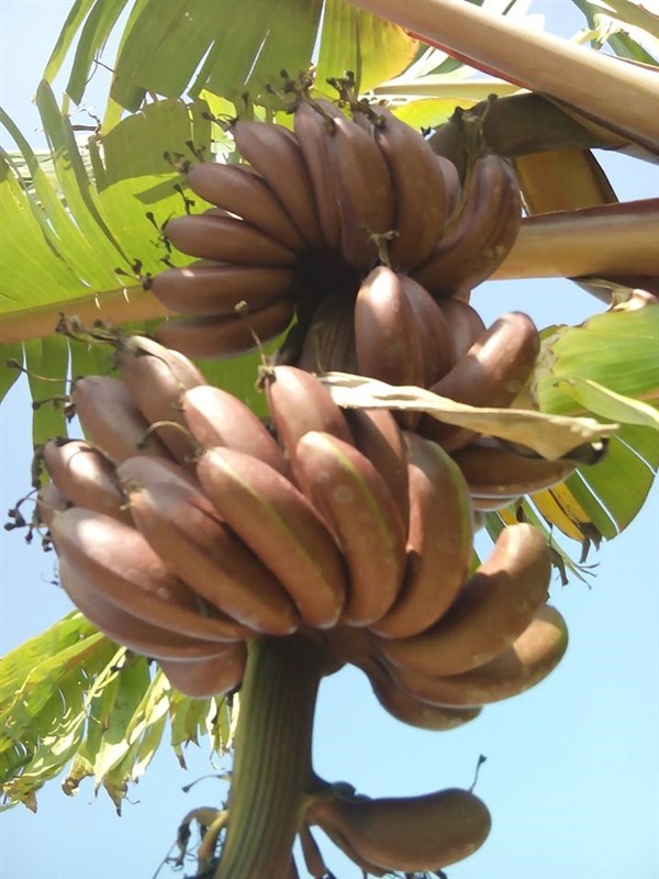 หน่อกล้วยนาค | สินค้าเกษตร ไร่คุณเฉลิม - เขื่องใน อุบลราชธานี