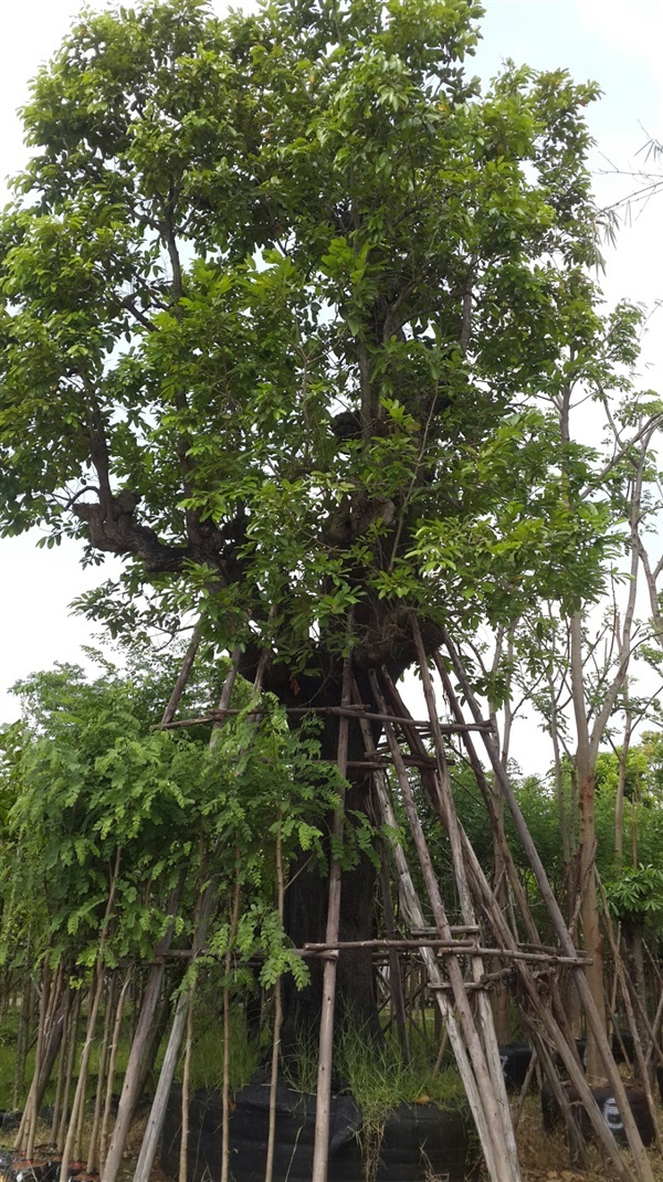 พยอม30" | สวนทวี - เมืองปราจีนบุรี ปราจีนบุรี