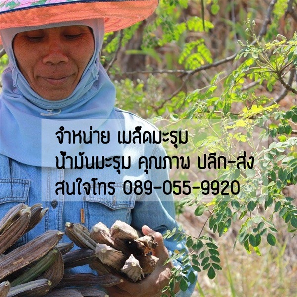 จำหน่ายเมล็ดมะรุม น้ำมันมะรุม คุณภาพ ปลีก-ส่ง | Panyaspa - วัฒนา กรุงเทพมหานคร