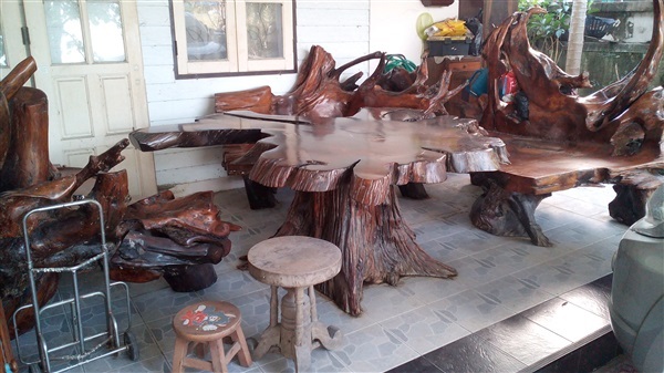 โต๊ะรากไม้ประดู่ใหญ่ สวยมาก ไม้เก่า | สวนฉัตรชัย - ศรีราชา ชลบุรี