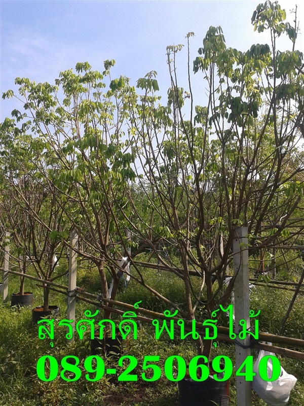 ต้นลำไย | สุรศักดิ์ พันธุ์ไม้ - เมืองปราจีนบุรี ปราจีนบุรี