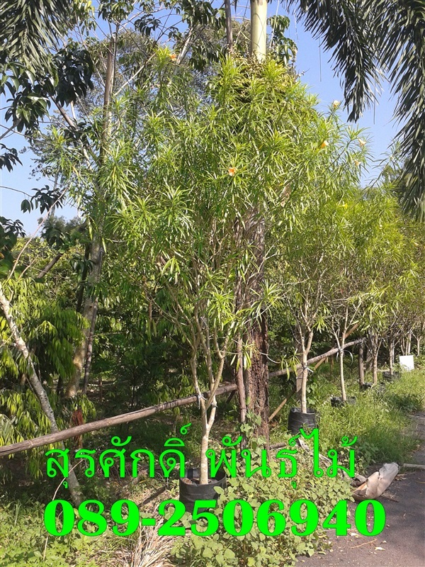 ต้นรำเพย | สุรศักดิ์ พันธุ์ไม้ - เมืองปราจีนบุรี ปราจีนบุรี