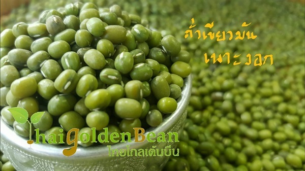 ถั่วเขียวเพาะงอก | Thaigoldenbean - เมืองเพชรบูรณ์ เพชรบูรณ์