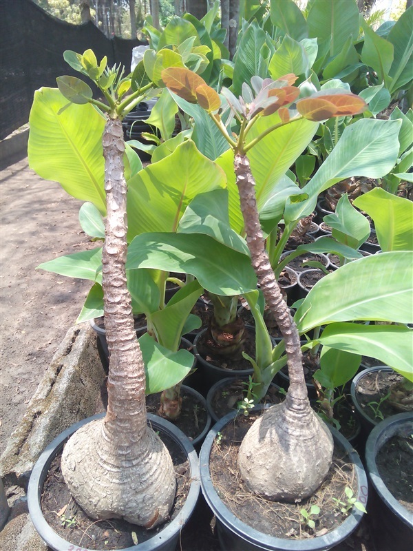  มะยมเงิน มะยมทอง  Phyllanthus mirabilisค | สวนศรีชาวนา - เมืองปราจีนบุรี ปราจีนบุรี