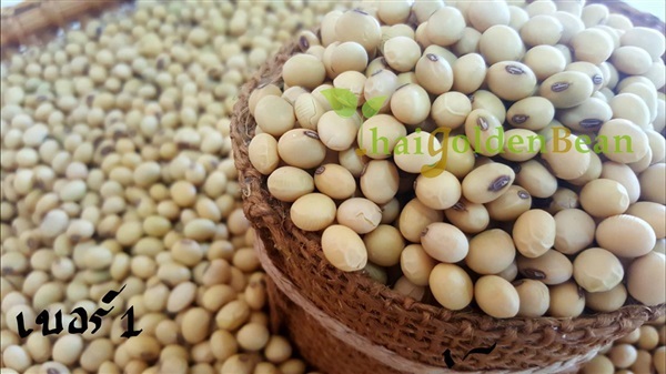 ถั่วเหลือง บริโภค เบอร์1 | Thaigoldenbean - เมืองเพชรบูรณ์ เพชรบูรณ์