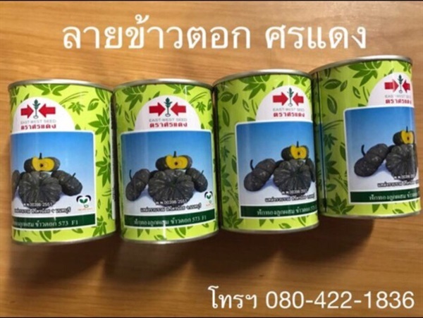 เมล็ดพันธุ์ ฟักทอง ข้าวตอก 573 ศรแดง 