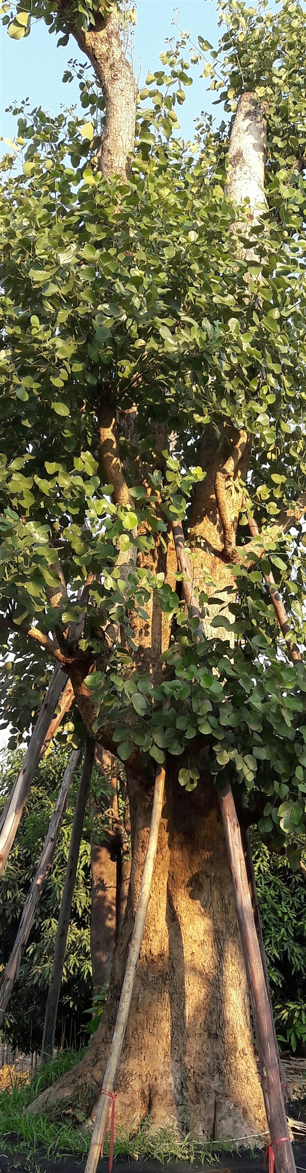 ต้นทองกวาว | สวนสุวนันท์ พันธุ์ไม้ - แก่งคอย สระบุรี