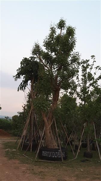 ทองกวาวเหลือง | สวนสดชื่นพันธุ์ไม้ - บ้านนา นครนายก