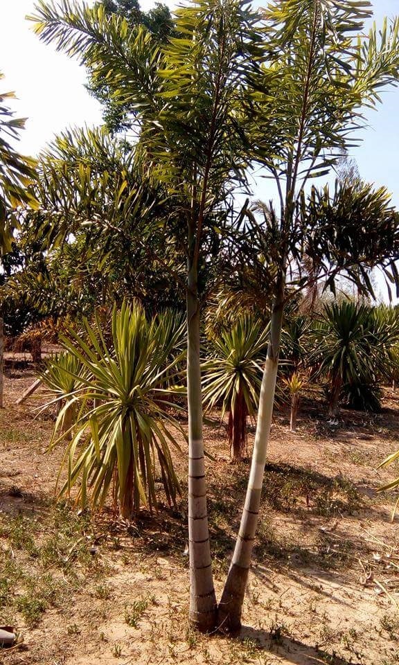 ปาล์ม ฟอกเทล (Foxtail Palm) | พจกมล - ปราณบุรี ประจวบคีรีขันธ์