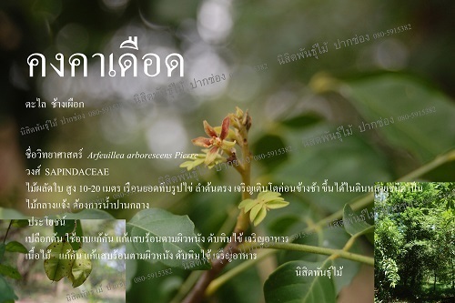 คงคาเดือด | นิสิตพันธุ์ไม้ - ปากช่อง นครราชสีมา