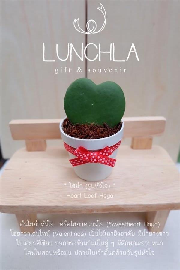 ต้นโฮย่าหัวใจของชำร่วยต้นไม้มงคล | lunchlashop - บางใหญ่ นนทบุรี