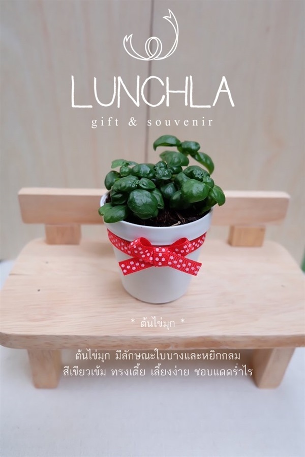 ต้นไข่มุกของชำร่วยต้นไม้มงคล | lunchlashop - บางใหญ่ นนทบุรี