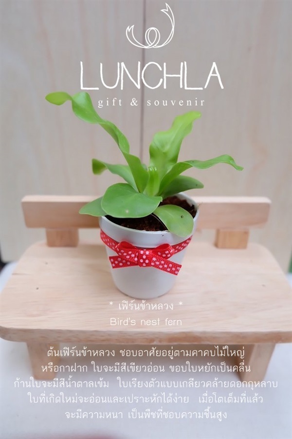 ต้นเฟิร์นข้าหลวง | lunchlashop - บางใหญ่ นนทบุรี