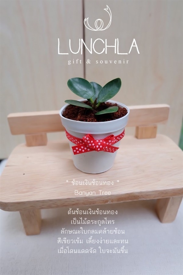 ต้นช้อนเงินช้อนทอง | lunchlashop - บางใหญ่ นนทบุรี