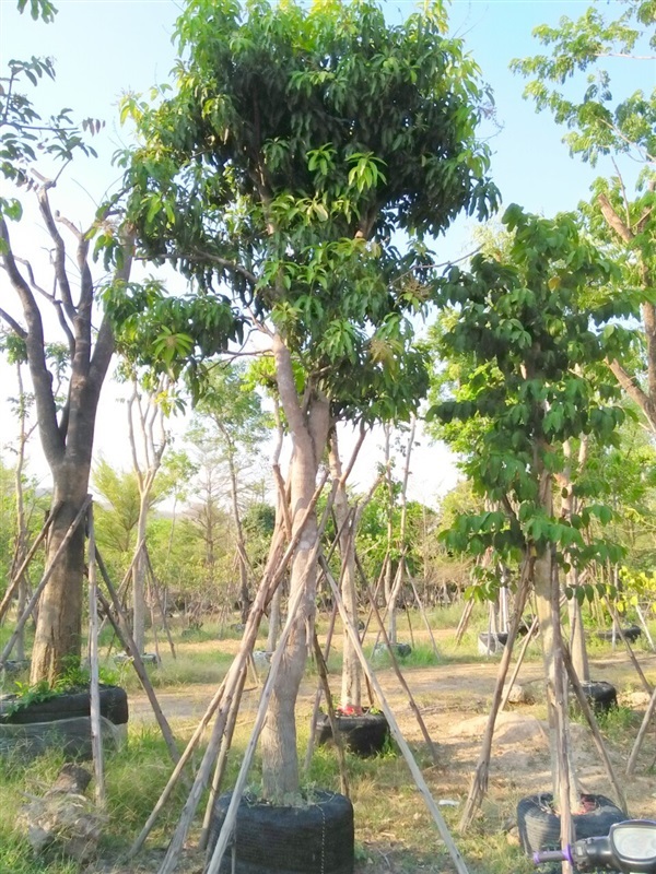 มะม่วง | สวนสมใจนึก - แก่งคอย สระบุรี