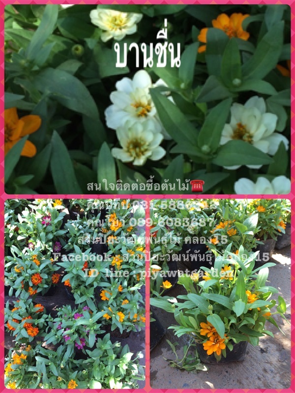 ต้นบานชื่น | สวนปิยะวัฒน์พันธ์ไม้ - องครักษ์ นครนายก