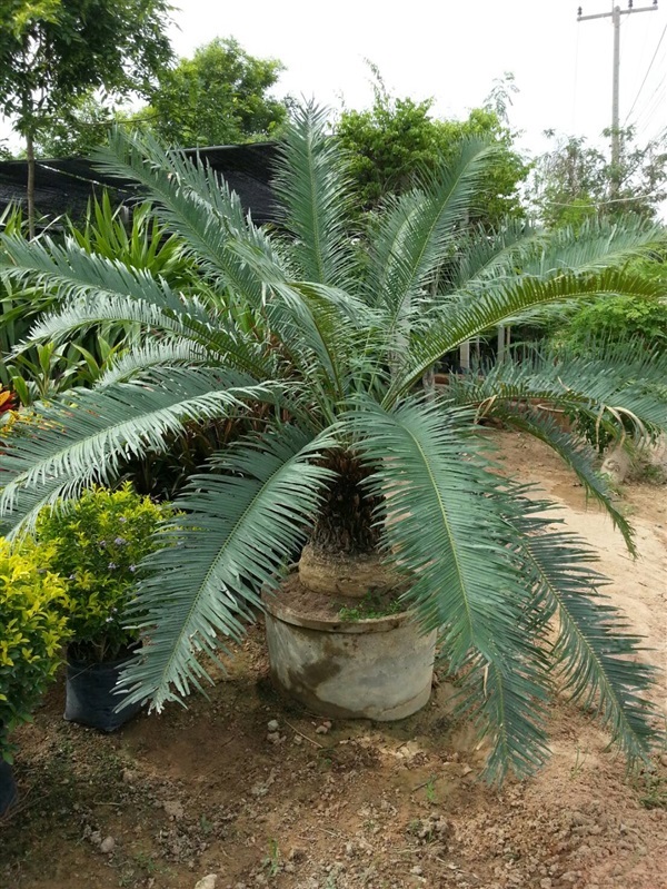 ต้นปรง | คงมั่นการ์เด้น พัทยา ชลบุรี - บางละมุง ชลบุรี