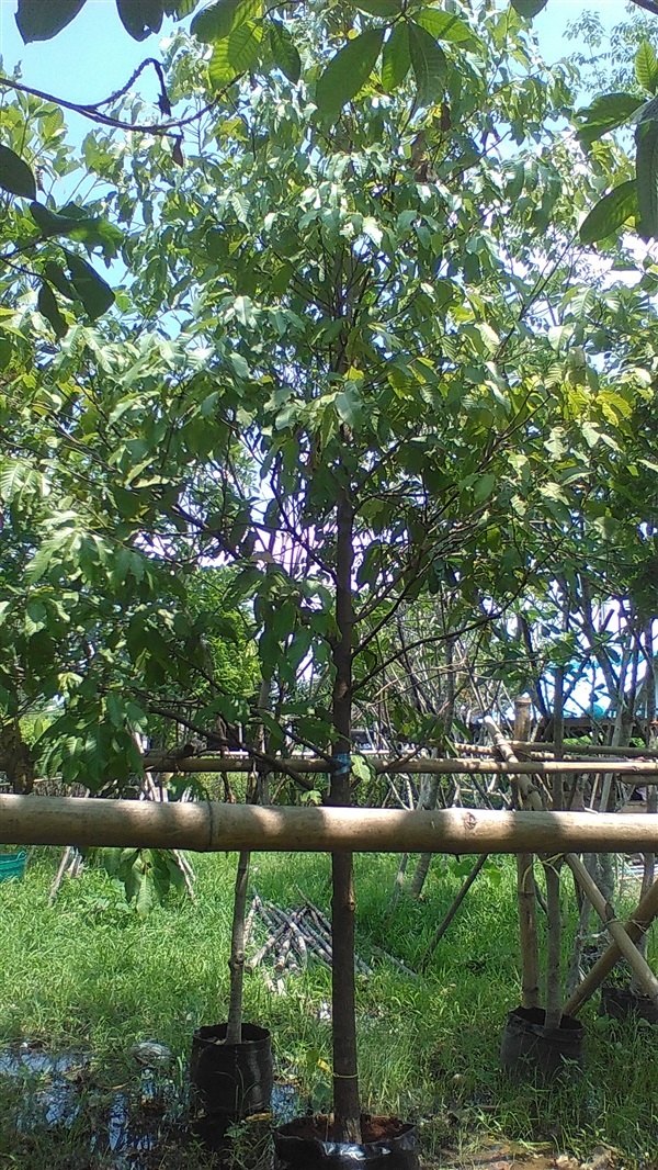 ต้นพยอม | น้องโชกุลพันธุ์ไม้้ - เมืองปราจีนบุรี ปราจีนบุรี