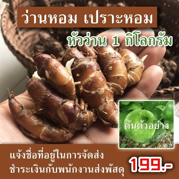 ว่านเปราะหอม 1 กิโลกรัม | Vinyouwachara - แม่ฟ้าหลวง เชียงราย