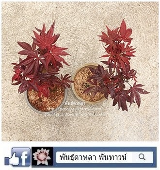 เมเปิ้ลแดงใบสีแดงตลอดทั้งปี | พันธุ์ดาหลา - เมืองเชียงใหม่ เชียงใหม่