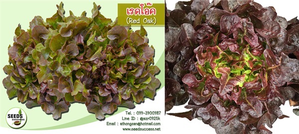 เมล็ดพันธุ์ผักสลัดเรดโอ๊ค (Red Oak)