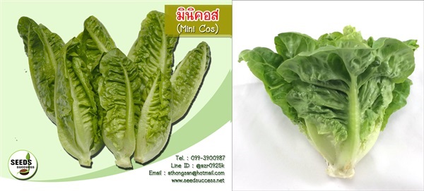 เมล็ดผักสลัดมินิกรีนคอส (Mini Green Cos) | seedsuccess (ซีดซักเซส) - เขื่องใน อุบลราชธานี