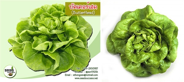 เมล็ดผักสลัดบัตเตอร์เฮด (Butter Head) | seedsuccess (ซีดซักเซส) - เขื่องใน อุบลราชธานี