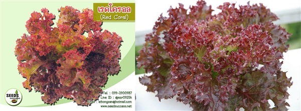 เมล็ดผักสลัดเรดโครอล (Red Coral)  | seedsuccess (ซีดซักเซส) - เขื่องใน อุบลราชธานี